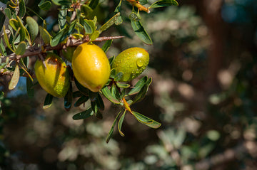 Argan fruits hangin on the tree